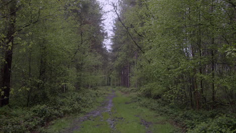 Wide-shot-of-a-wet-and-muddy-forest-path-track-with-pine-trees-and-brambles-in-a-forest-in-Nottinghamshire