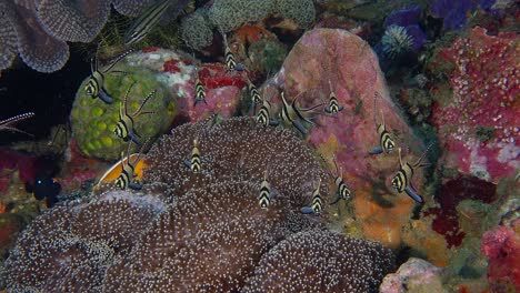 Un-Pequeño-Banco-De-Cardenales-Banggai-Sobre-Una-Anémona,-Filmado-En-El-Estrecho-De-Lembeh,-Indonesia-1-De-3,-60-Fps