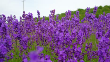 Primer-Plano-De-Flores-De-Lavanda-En-La-Granja-En-La-Campiña-De-Kent,-Devon,-Inglaterra