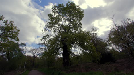 wide-shot-of-oak-trees-swaying-in-the-wind