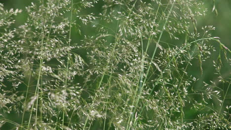 A-pattern-of-Delicate-grasses-swaying-in-the-summer-wind-in-a-meadow-in-Worcestershire,-England