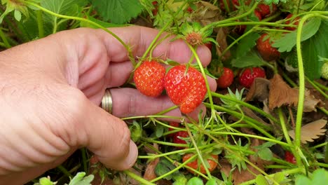 Fresas-Deliciosas,-Rojas-Y-Maduras-Que-Crecen-En-La-Vid-De-La-Planta-De-Fresa