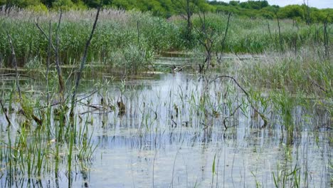 Peat-marshland-environment-with-lakes-of-water,-reeds-and-trees-at-nature-reserve-on-the-Somerset-Levels-in-England-UK