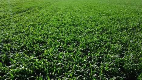 Aerial-view-of-rural-countryside-landscape-with-growing-Corn-Field-on-sunny-day