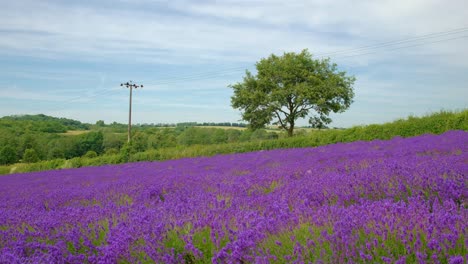 Lento-Descenso-Sobre-Una-Tranquila-Granja-De-Lavanda-En-Sevenoaks,-Kent,-Inglaterra