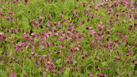 Mid-shot-of-red-campion,-silence-dioica-flowers-Swaying-moving-in-the-wind-breeze