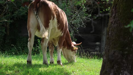 Rebaño-De-Vacas-Pastando-En-Un-Campo-Abierto-Verde-Fresco-En-Un-Día-Nublado-De-Verano