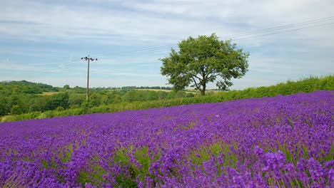 Hermoso-Gran-ángulo-De-Pintoresco-Campo-De-Lavanda-En-La-Inglaterra-Rural,-Revelando-árboles-Y-Campos-Agrícolas.