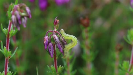 Una-Pequeña-Oruga-Verde-De-Una-Polilla-Geometrida-En-Bell-Heather