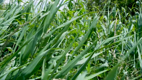 Green-reeds-in-marshland-peat-lake-blowing-in-breeze-and-wind-weather-in-outdoor-nature-environment