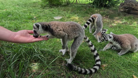 Ring-tailed-Lemur