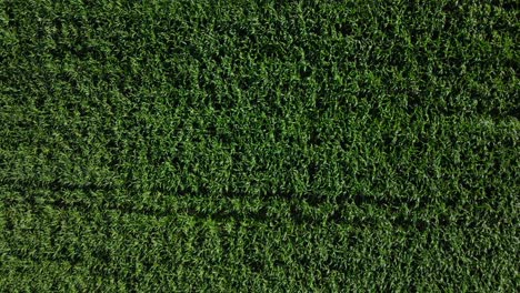 Aerial-top-down-view-of-rural-countryside-landscape-with-growing-Corn-Field-on-sunny-day