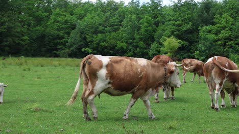 Eine-Herde-Kühe-Grast-An-Einem-Bewölkten-Sommertag-Auf-Einer-Frischen,-Grünen-Wiese