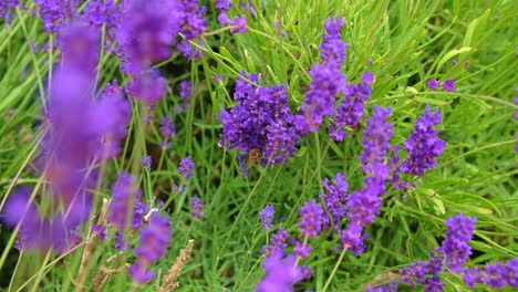 Closeup-of-Bee-Collecting-Pollen-from-Wild-Lavender-Flower-Plant-in-English-Countryside