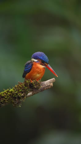 Blue-eared-kingfisher-or-commonly-called-alcedo-meninting