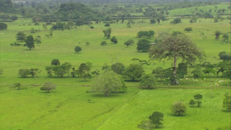 Lush-Guatemalan-Savannah-from-Above-with-a-Ceiba-tree