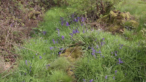 Blaue-Glocken-Wachsen-Im-Buschland-Mit-Gras-Auf-Einer-Waldlichtung-In-Einem-Wald-In-Nottinghamshire