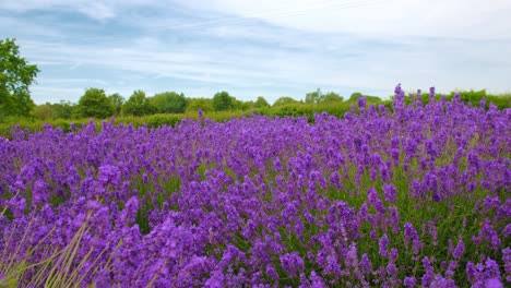 Hermosas-Plantas-Silvestres-De-Lavanda-En-Una-Tranquila-Brisa-De-Verano,-Rodeadas-De-árboles-Verdes