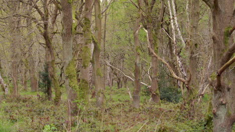 Wide-shot-of-a-group-of-oak-tree-trunks-in-a-forest-setting