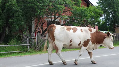 Rebaño-De-Vacas-Pastando-En-Un-Campo-Abierto-Verde-Fresco-En-Un-Día-Nublado-De-Verano