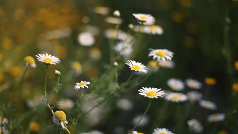 stunning-sun-flowers-in-golden-hour