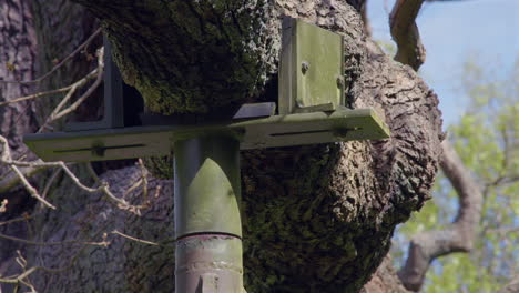 Close-up-shot-showing-the-tree-limb-metal-Bracket-on-the-ancient-oak-tree-known-as-The-major-oak