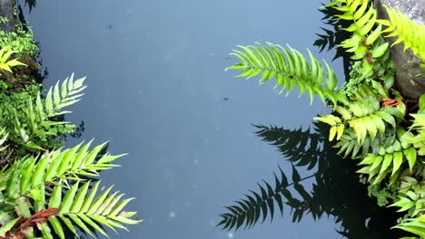 Ruhiges-Teichwasser,-Umgeben-Von-üppigen-Grünen-Farnen,-Die-Sich-Auf-Der-Oberfläche-Spiegeln