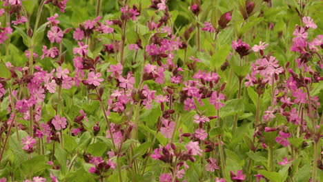 Close-up-shot-of-red-campion,-silence-dioica-flowers-Swaying-moving-in-the-wind-breeze