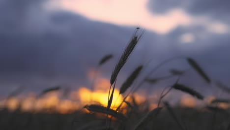 Cabeza-De-Trigo-Centrada-En-El-Campo-Con-Mosca-Sobre-Pelos-Finos,-El-Sol-Poniente-Da-Brillo-Rojo-A-Través-Del-Cielo,-Fondo-Borroso