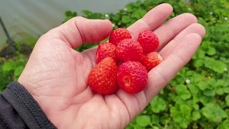 Handful-of-delicious,-red-and-ripe-strawberries-freshly-harvested-from-fruit-and-vegetable-garden