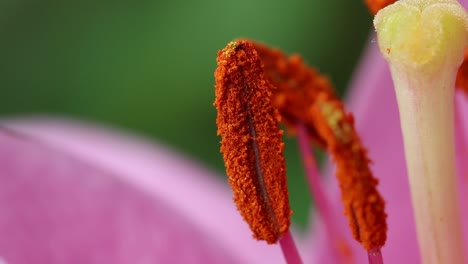 Nahaufnahme-Der-Mit-Pollen-Bedeckten-Staubbeutel-Einer-Lilienblüte