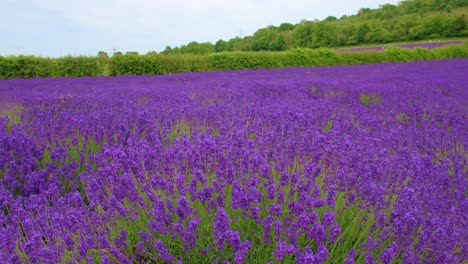 Exuberante-Campo-De-Lavanda-Púrpura-En-Inglaterra-El-Día-De-Verano