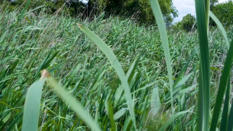 Close-up-of-green-water-reeds-blowing-and-moving-in-wind-at-bird-spotting-nature-reserve-on-the-Somerset-Levels