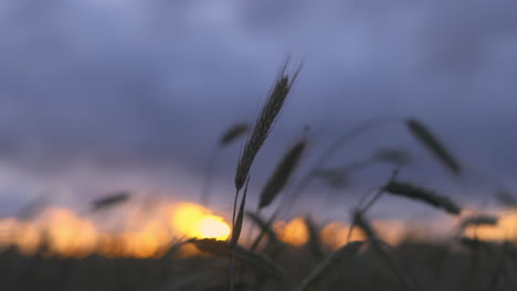 Detailed-closeup-of-wheat-head-spikelet-waving-in-wind-with-setting-sun-and-purple-sky-clouds-out-of-focus