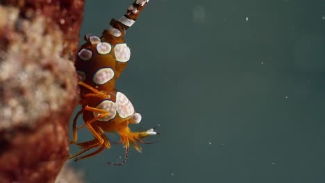 Primer-Plano-De-Camarón-Sexy,-Estrecho-De-Lembeh,-Indonesia-2-De-2-60-Fps