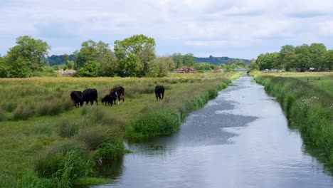 Vacas-Pastando-En-La-Hierba-De-La-Ribera-Del-Campo-De-Tierras-De-Cultivo-En-El-Campo-Rural-En-Los-Niveles-De-Somerset-En-Inglaterra