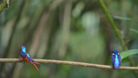 Ein-Treues-Paar-Blauohr-Eisvögel,-Wenn-Das-Weibchen-Wegfliegt,-Folgt-Ihr-Das-Männchen