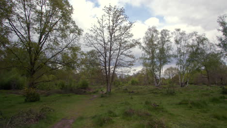 wide-shot-of-a-forest-clearing-Meadow-scrubland-in-a-forest-with-silver-Birch-and-oak-trees-in-Nottinghamshire