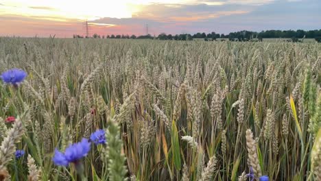 Hermoso-Paisaje-De-Campo-Rural-En-Coloridos-Campos-De-Trigo-Durante-La-Puesta-De-Sol