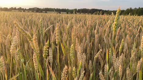 Nahaufnahme-Eines-Weizenfeldes-Während-Der-Goldenen-Stunde-In-Der-Landwirtschaftsregion-Deutschlands