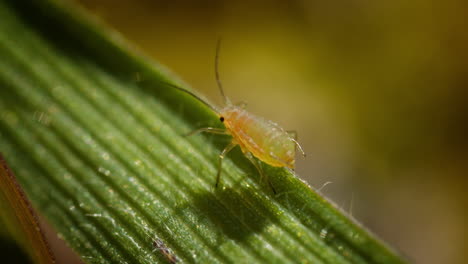 Close-Up-of-a-Green-Peach-Aphid-on-a-Green-Leaf