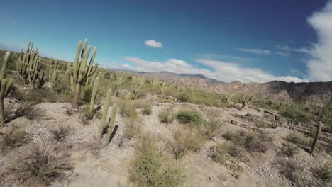 Drone-Volando-Sobre-El-Cactus-Saguaro-Cultivado-En-Tierras-áridas-En-Las-Remotas-Afueras-De-Tucumán,-Argentina