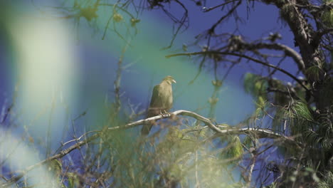 Bird-taking-flight-from-a-branch,-scenic-outdoor-shot-in-slowmotion,-birdwatching-the-Chimango-caracara