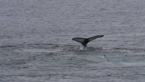 Humpback-Whale-Tail-While-Swimming-in-Cold-Ocean-Water,-Slow-Motion-120fps