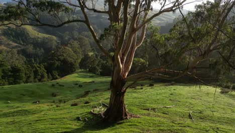 Toma-Aérea-Reveladora-Que-Muestra-El-Hermoso-Paisaje-Montañoso-Verde-Del-Parque-Otway,-Australia.