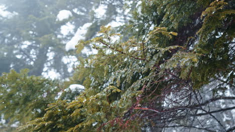 Snow-covered-branches-in-a-misty-forest-create-a-serene-winter-scene