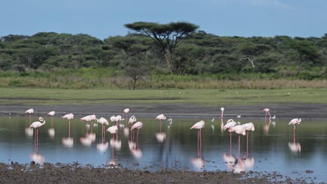 Flamingos-and-African-Lake-Landscape,-Beautiful-Scenery-and-Acacia-Tree-in-Tanzania-in-Africa-in-Ngorongoro-Conservation-Area-Landscape-at-Ndutu-National-Park-on-African-Wildlife-Safari