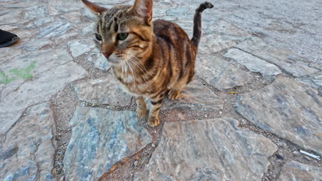 Woman-pets-stray-brindle-cat-on-the-streets-of-Athens,-ultra-wide-angle-stable-shot