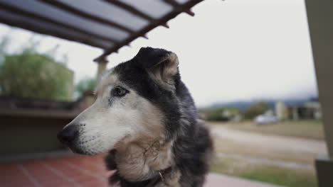 Perro-Husky-Con-Ojos-Azules-Brillantes,-Hermosa-Toma-En-Cámara-Lenta