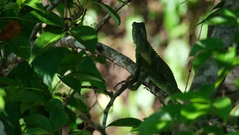 Zooming-in-on-a-Chinese-Water-Dragon-Physignathus-cocincinus-that-is-perching-on-a-small-branch-inside-the-forest-of-a-National-Park-in-Thailand